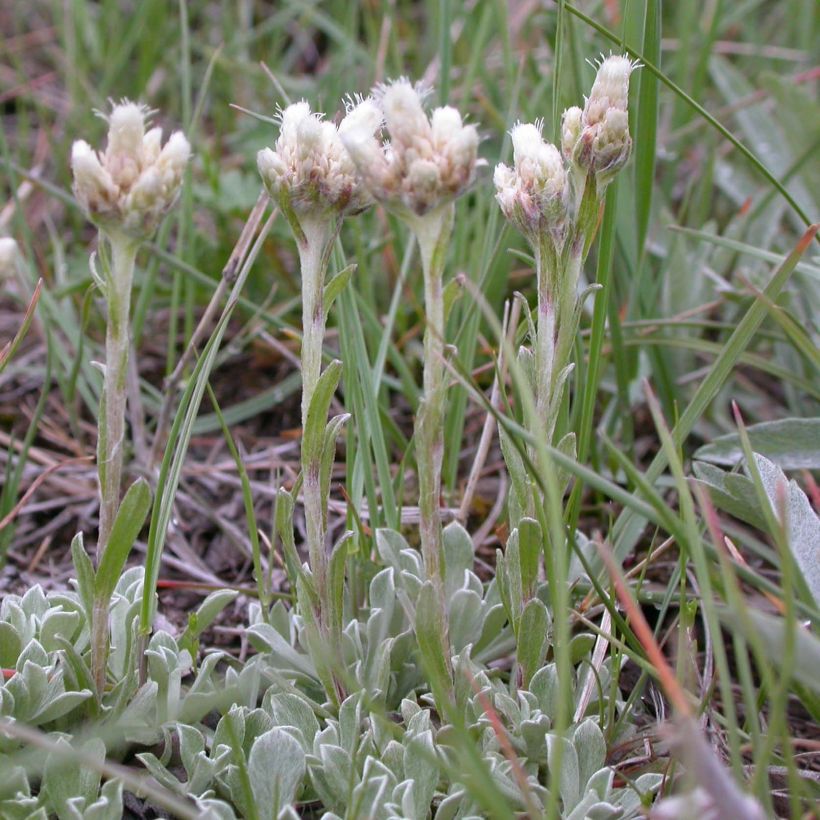 Antennaria plantaginifolia (Fioritura)