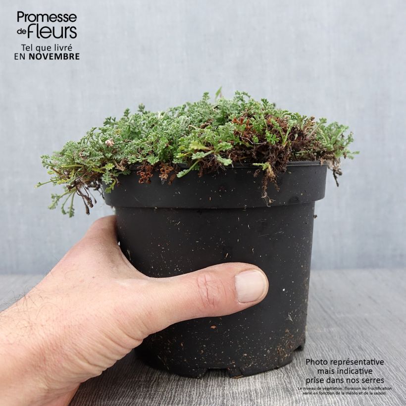 Esemplare di Anthemis carpatica Karpatenschnee Vaso da 2L/3L come consegnato in autunno