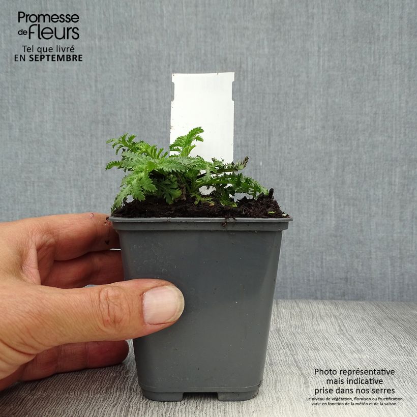 Esemplare di Anthemis sancti-johannis Vasetto da 7/8 cm come consegnato in autunno