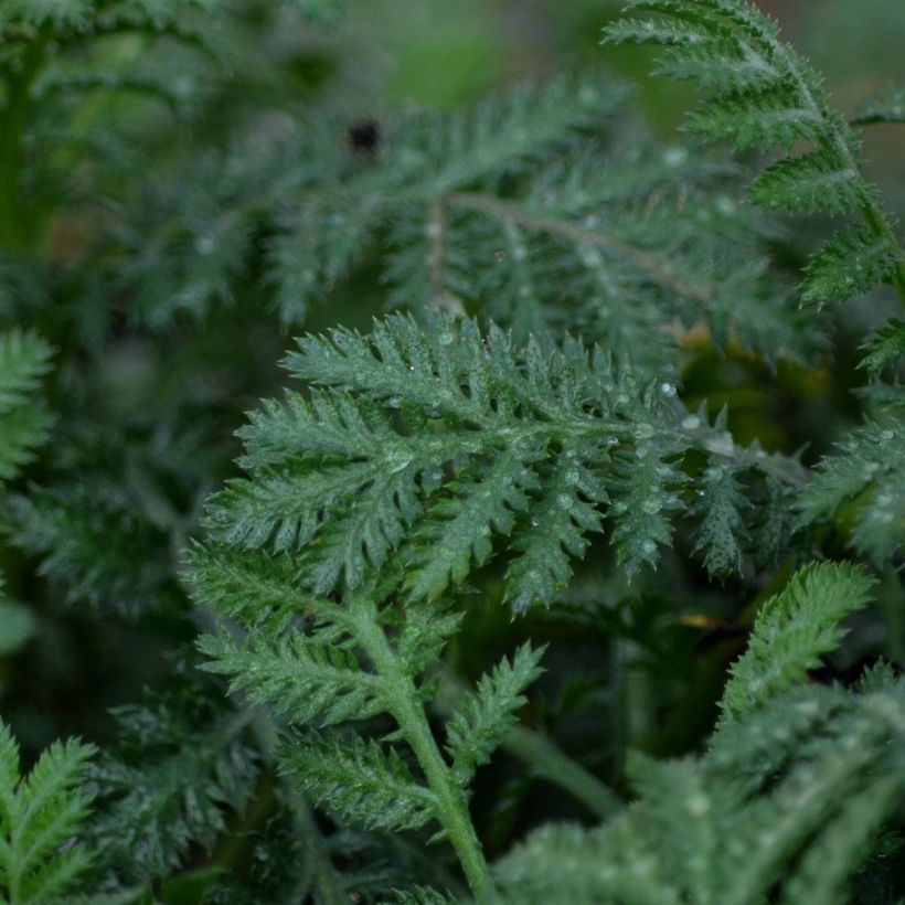 Anthemis tinctoria Sauce Hollandaise - Camomilla dei tintori (Fogliame)
