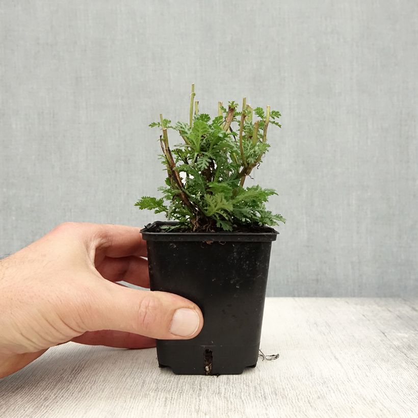 Esemplare di Anthemis tinctoria Wargrave Variety - Camomilla dei tintori Vasetto da 8/9 cm come consegnato in autunno