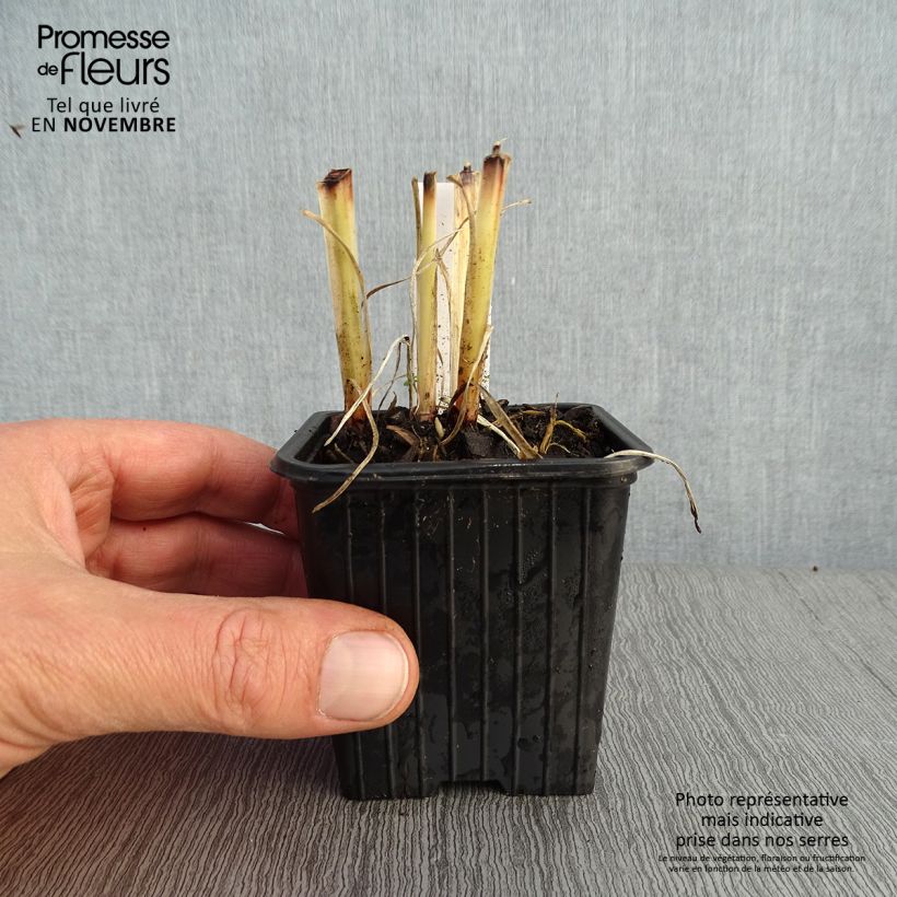 Esemplare di Anthericum saundersiae Starlight Vasetto da 8/9 cm come consegnato in autunno