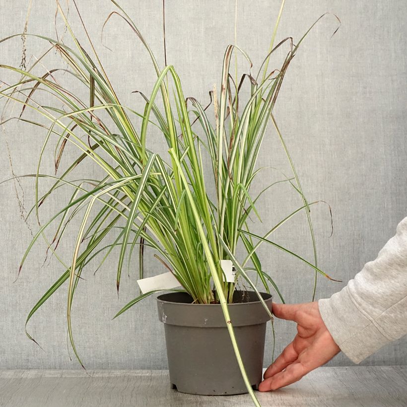 Esemplare di Anthericum saundersiae Starlight Vaso da 1,5L/2L come consegnato in autunno