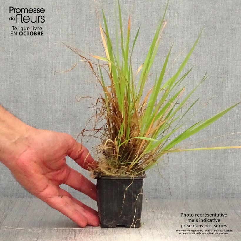 Esemplare di Anthoxanthum odoratum - Paleo odoroso Vasetto da 8/9 cm come consegnato in autunno