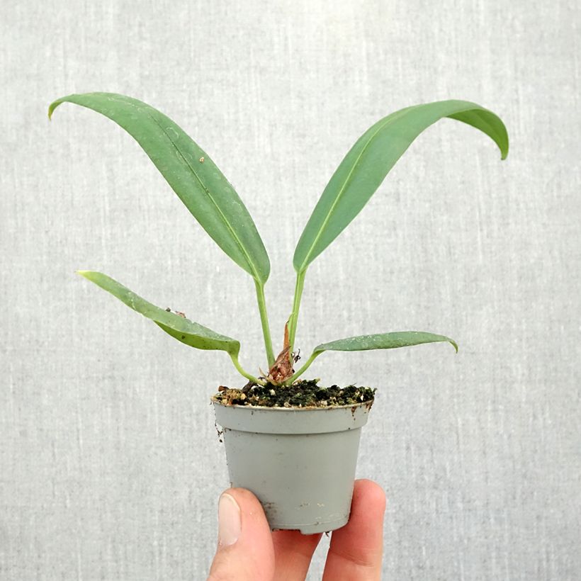 Esemplare di Anthurium bakeri Mini-plante come consegnato in autunno