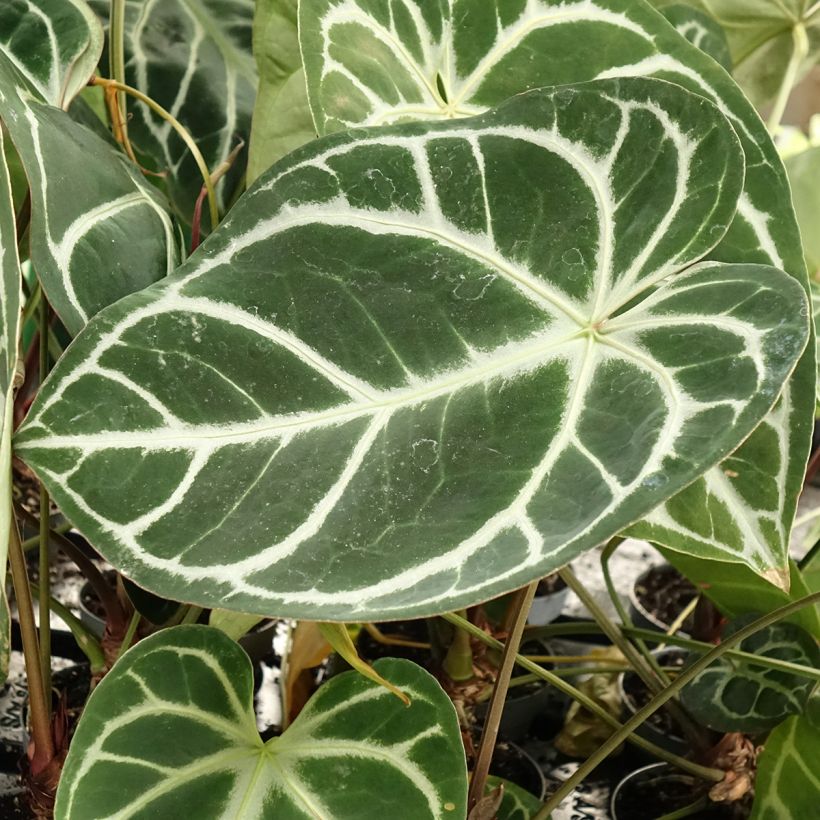 Anthurium magnificum (Fogliame)