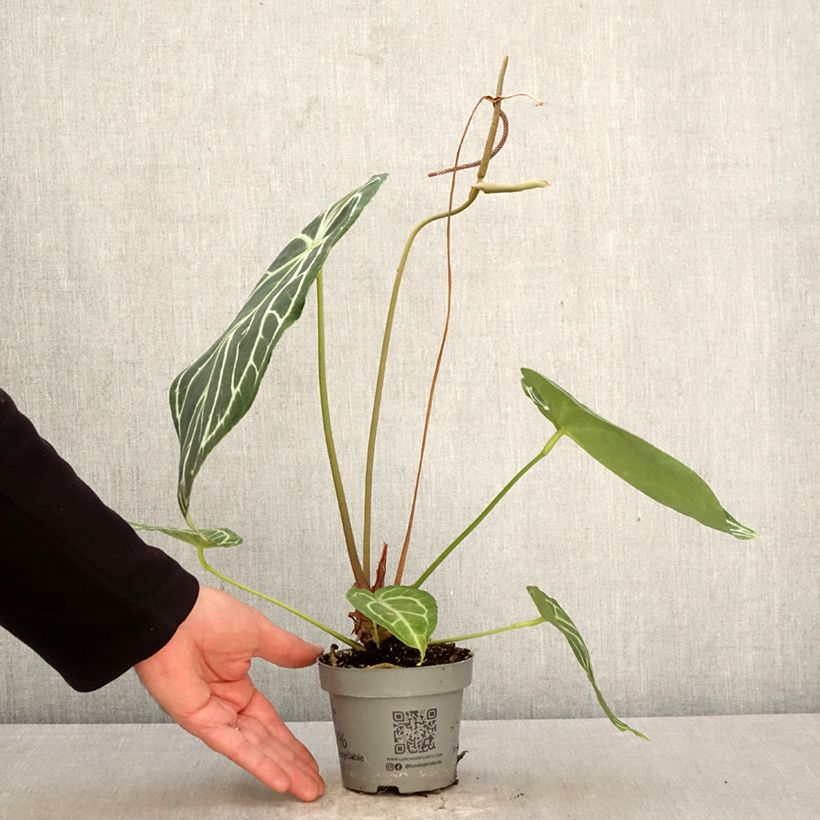 Anthurium magnificum Vaso da Ø 12 cm / 13 cm esemplare consegnato in primavera