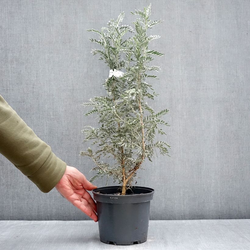 Anthyllis barba-jovis - Barba di Giove Vaso da 4L/5L esemplare consegnato in inverno