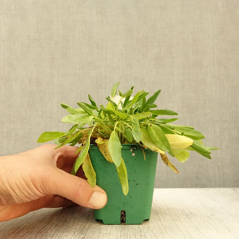 Esemplare di Anthyllis vulneraria var. coccinea - Vulneraria comune Vasetto da 8/9 cm come consegnato in autunno