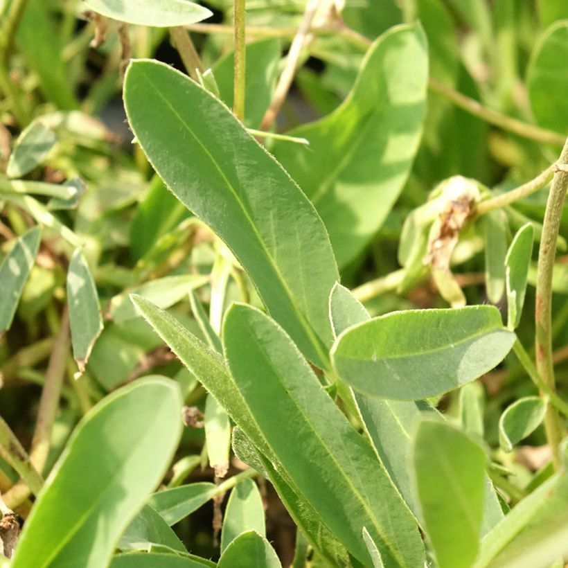 Anthyllis vulneraria var. coccinea - Vulneraria comune (Fogliame)