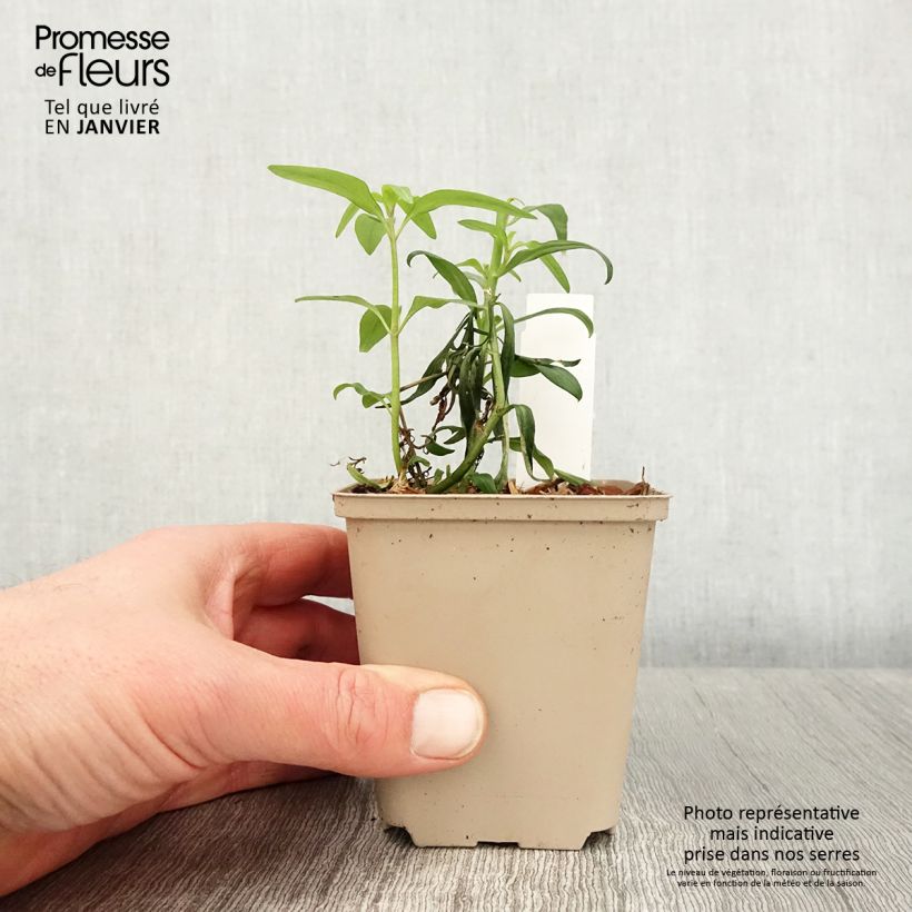 Bocca di leone Pretty in Pink Vasetto da 8/9 cm esemplare consegnato in inverno