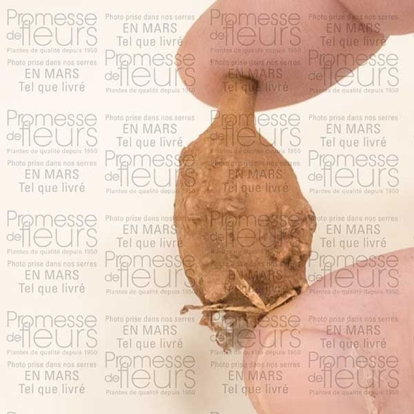 Esempio di esemplare Apios americana - Glicine tuberoso Bulbo come consegnato