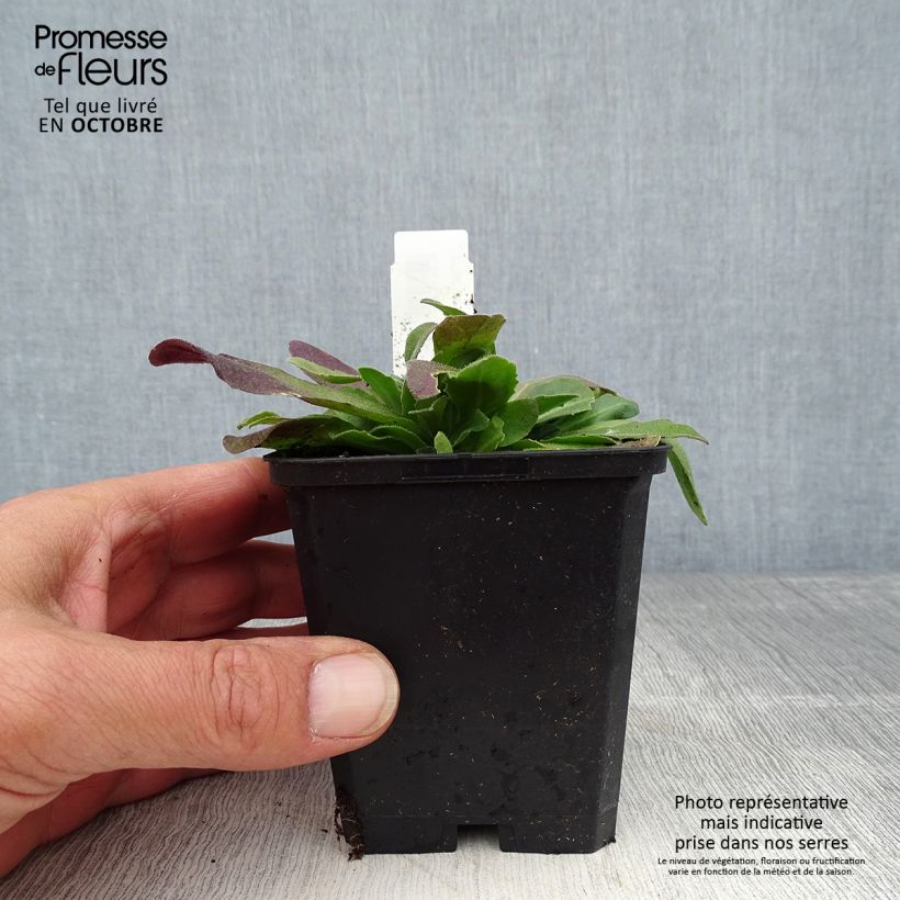 Esemplare di Arabis blepharophylla Frühlingzauber Vasetto da 8/9 cm come consegnato in autunno