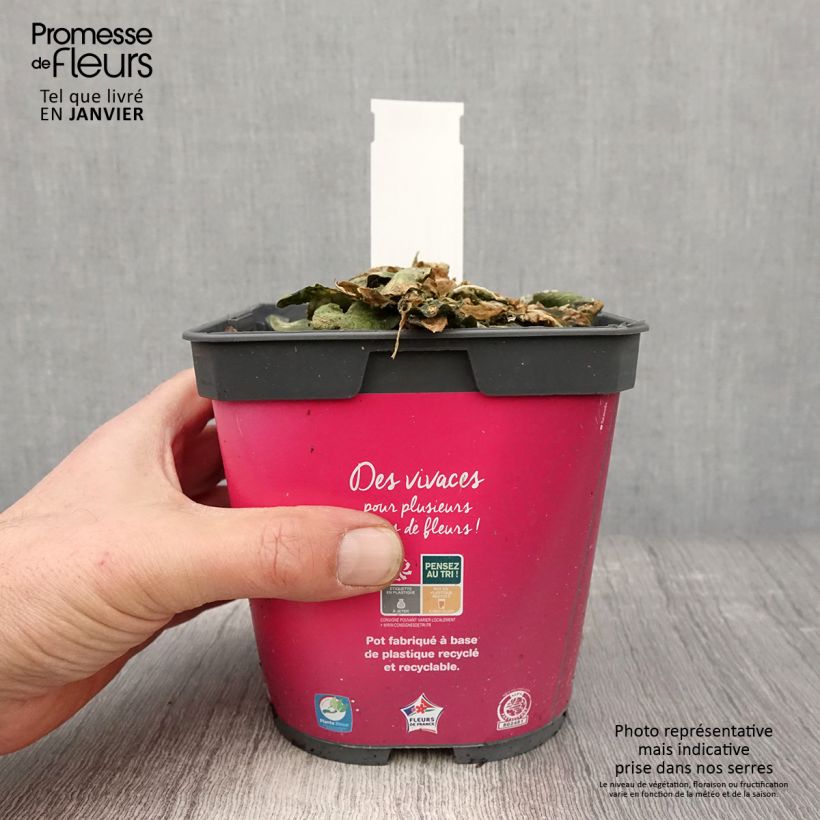 Arabis blepharophylla Vaso da 2L/3L esemplare consegnato in inverno