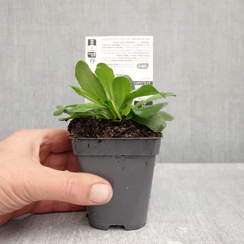 Esemplare di Arabis blepharophylla Rose Delight Vasetto da 7/8 cm come consegnato in autunno