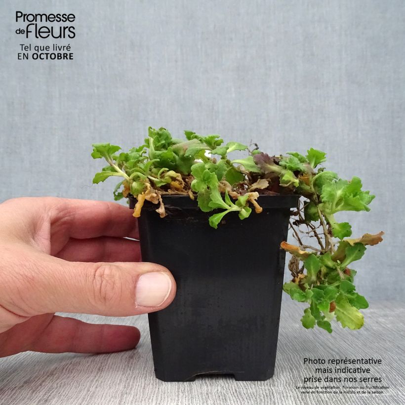 Esemplare di Arabis caucasica Pinkie Vasetto da 8/9 cm come consegnato in autunno