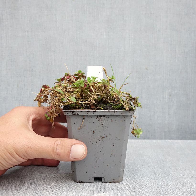 Esemplare di Arabis caucasica Rosea Vasetto da 8/9 cm come consegnato in autunno