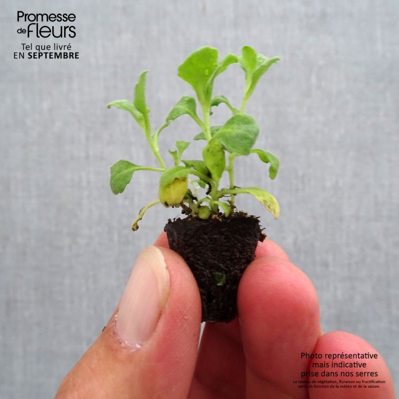 Esemplare di Arabis caucasica Aubris Deep Rose Mini zolla Ø 1,5/2,5 cm come consegnato in autunno