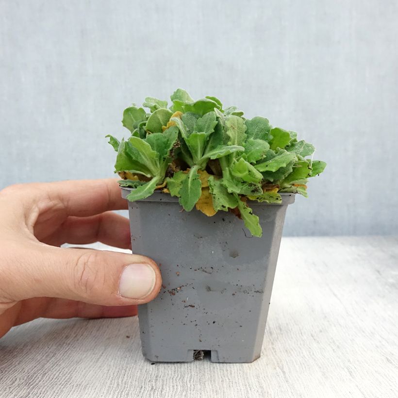 Esemplare di Arabis caucasica Plena Vasetto da 7/8 cm come consegnato in autunno