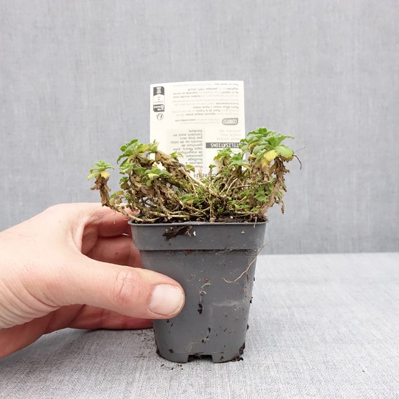 Arabis caucasica Snowball Vasetto da 8/9 cm esemplare consegnato in inverno