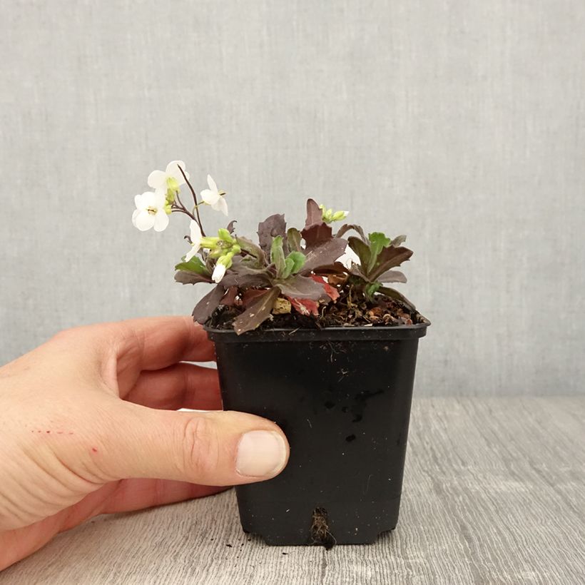 Arabis caucasica Snowball Vasetto da 8/9 cm esemplare consegnato in primavera