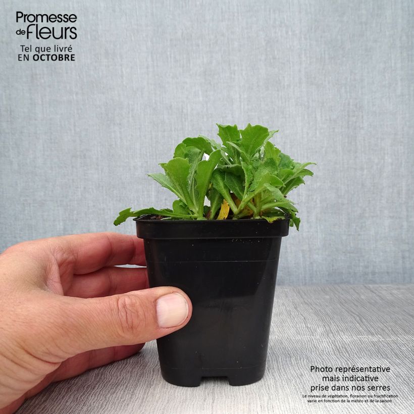 Esemplare di Arabis caucasica Snowcap Vasetto da 8/9 cm come consegnato in autunno