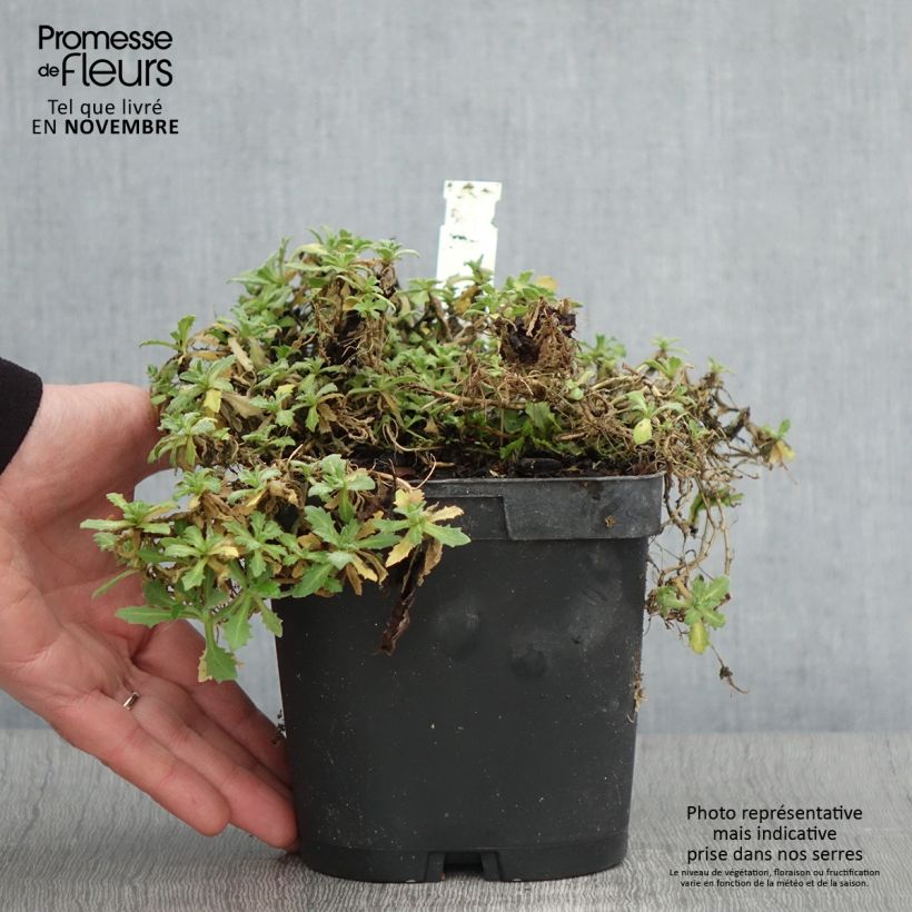 Esemplare di Arabis caucasica Snowcap Vaso da 2L/3L come consegnato in autunno