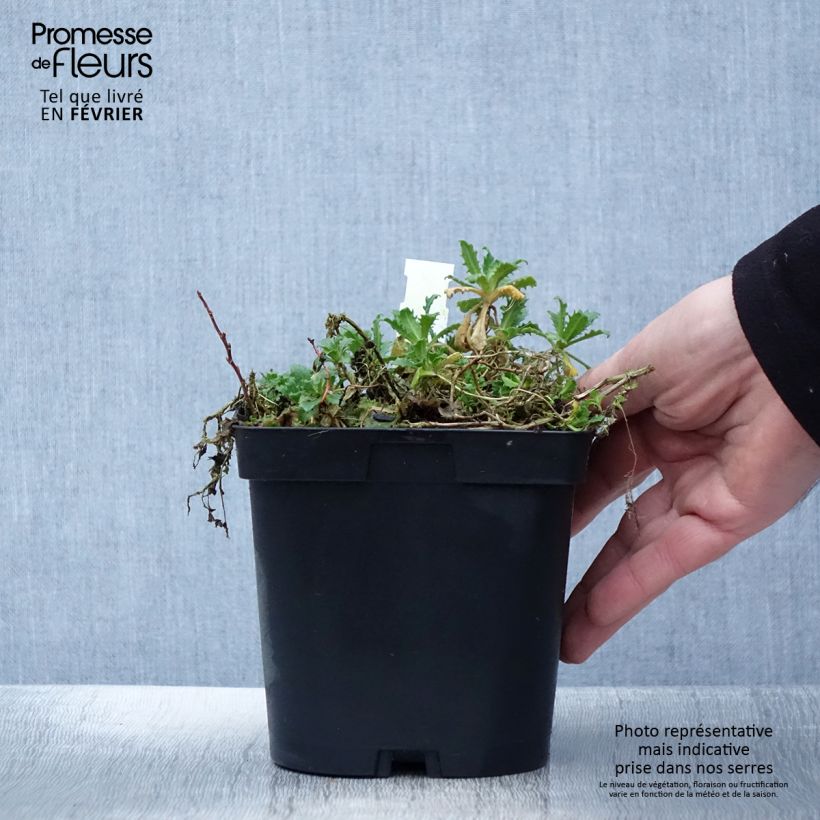 Arabis caucasica Snowcap Vaso da 2L/3L esemplare consegnato in inverno