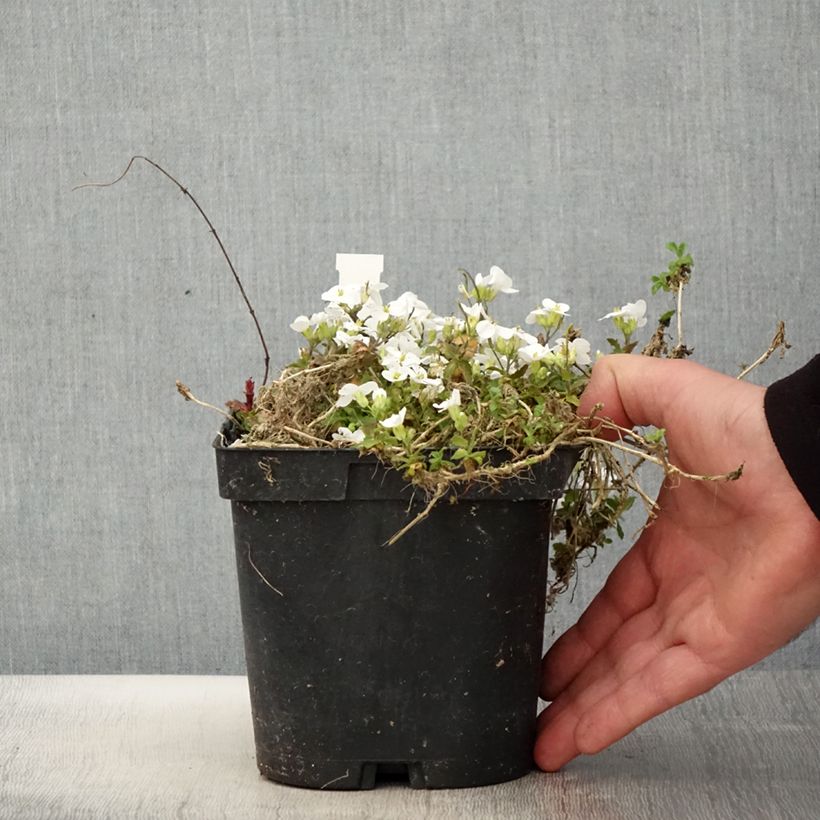Arabis caucasica Snowcap Vaso da 2L/3L esemplare consegnato in primavera