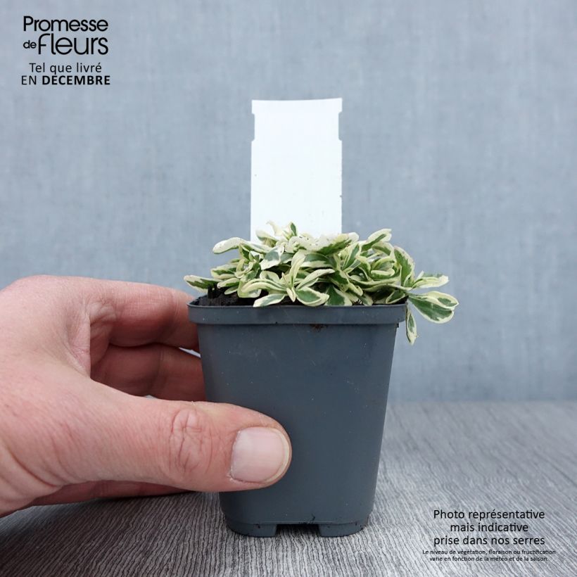 Esemplare di Arabis ferdinandi-coburgii Vasetto da 8/9 cm come consegnato in autunno