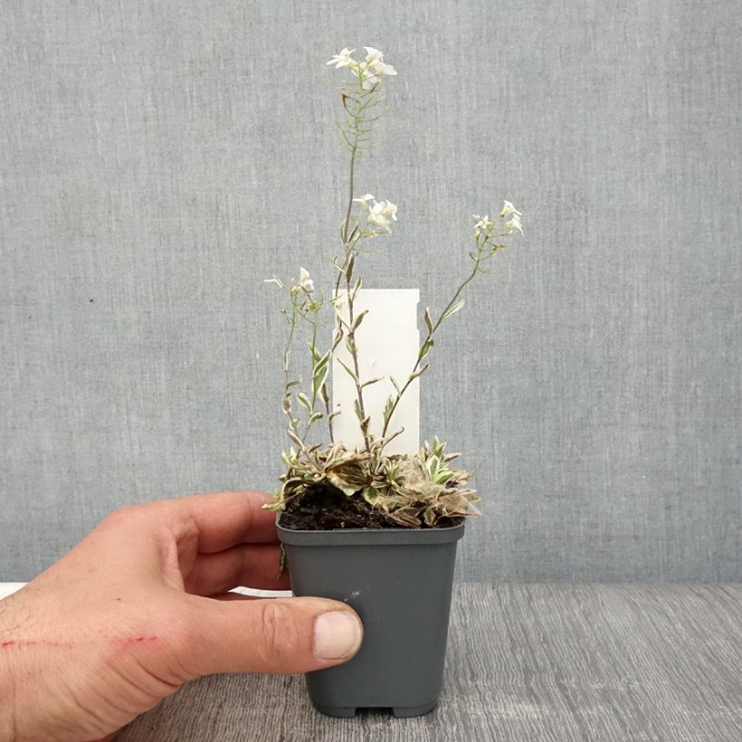 Arabis ferdinandi-coburgii Vasetto da 8/9 cm esemplare consegnato in primavera