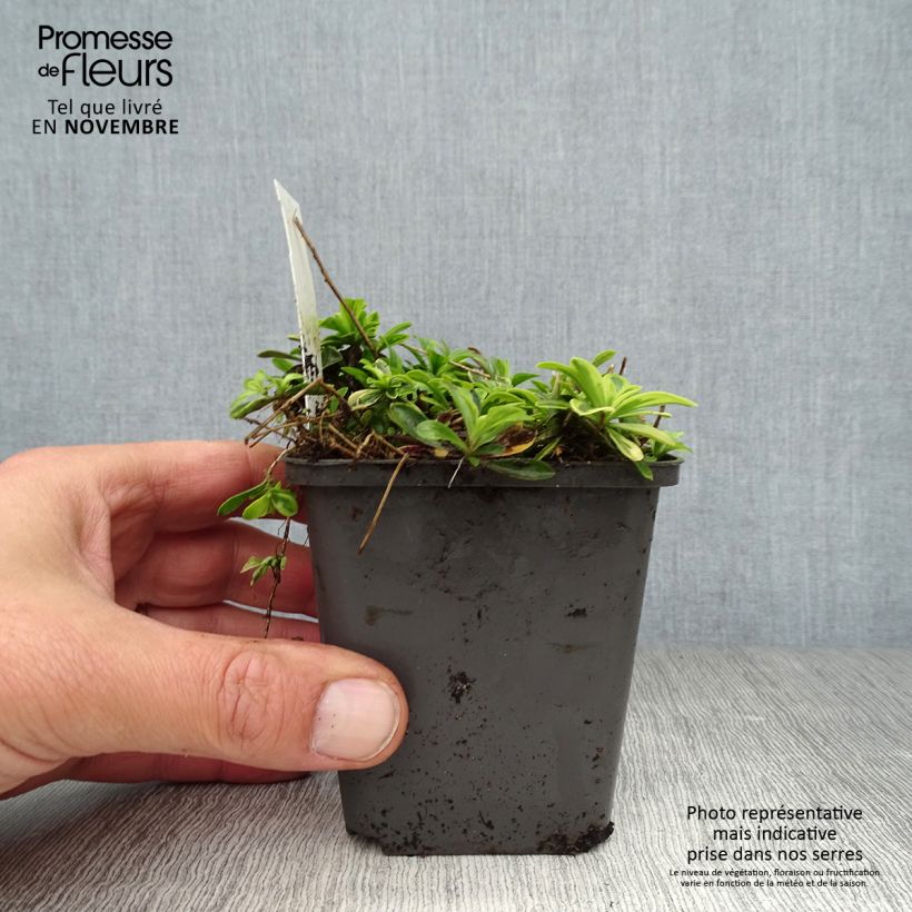 Esemplare di Arabis ferdinandi-coburgii Old Gold Vasetto da 8/9 cm come consegnato in autunno