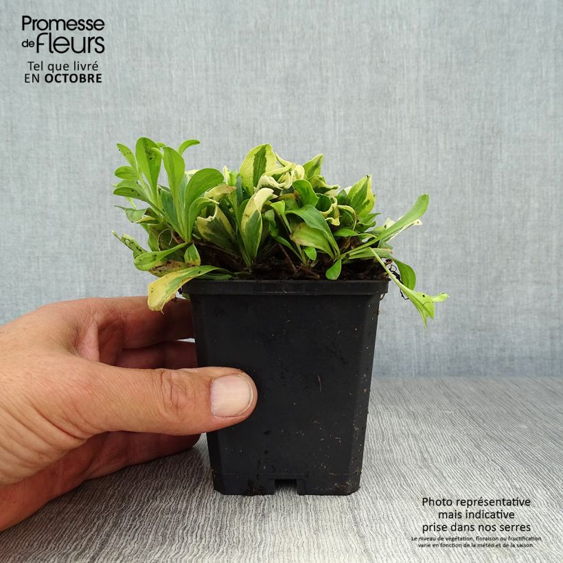 Esemplare di Arabis ferdinandi-coburgii Variegata Vasetto da 8/9 cm come consegnato in autunno