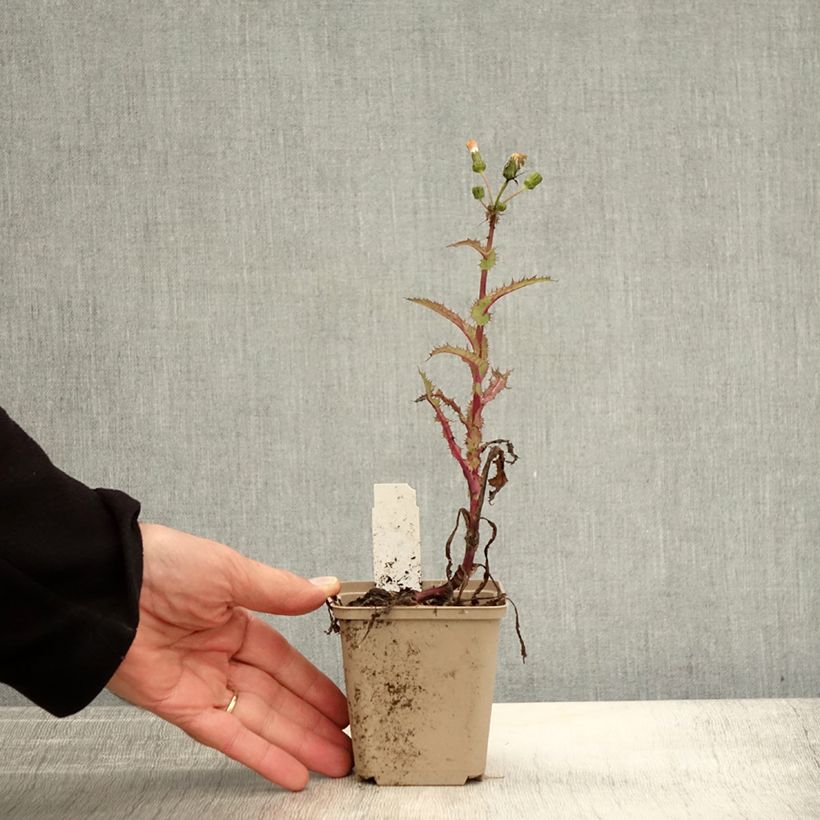 Esemplare di Arabis procurrens Neuschnee Vasetto da 8/9 cm come consegnato in autunno