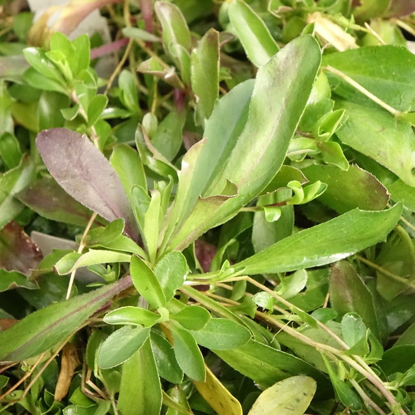 Arabis procurrens Neuschnee (Fogliame)
