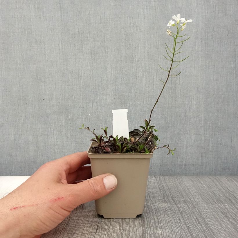 Arabis suendermannii Vasetto da 8/9 cm esemplare consegnato in primavera
