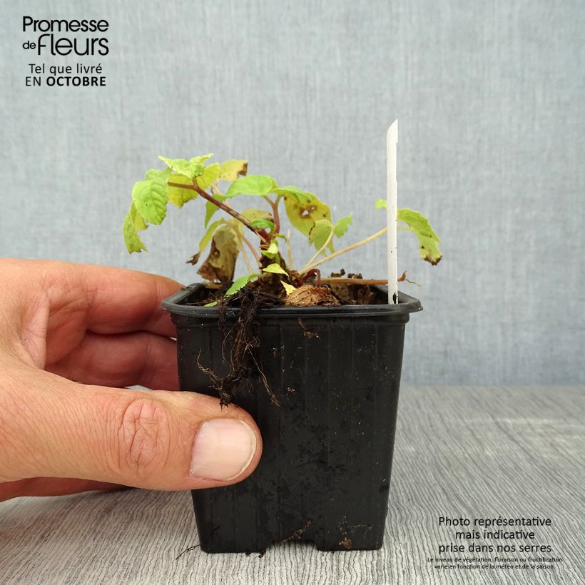 Esemplare di Aralia cordata Sun King - Udo Vasetto da 8/9 cm come consegnato in autunno