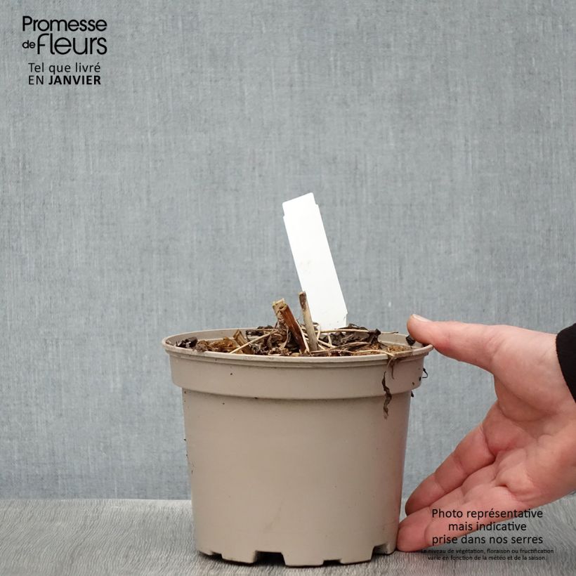 Aralia cordata Sun King - Udo Vaso da 2L/3L esemplare consegnato in inverno