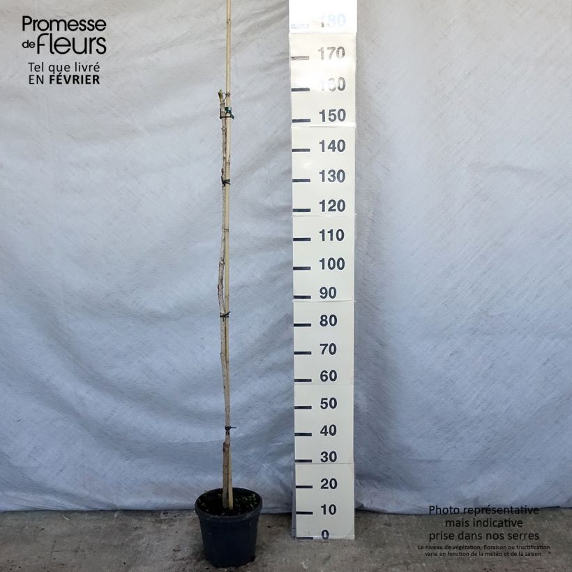 Aralia elata - Angelica del Giappone Vaso da 3L/4L esemplare consegnato in inverno