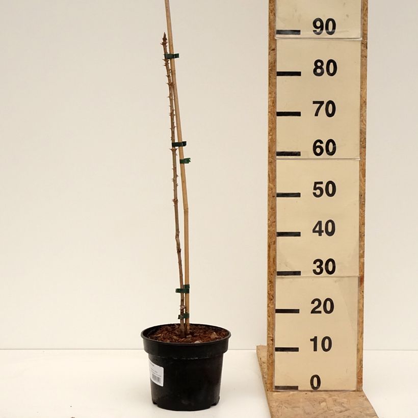 Aralia elata - Angelica del Giappone Vaso da 3L/4L esemplare consegnato in primavera