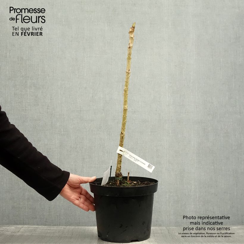 Aralia elata Golden Umbrella - Angelica del Giappone Vaso da 7,5L/10L esemplare consegnato in inverno