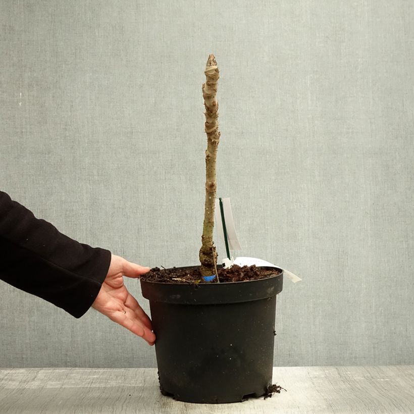Esemplare di Aralia elata Silver Umbrella - Angelica del Giappone Vaso da 7,5L/10L come consegnato in autunno
