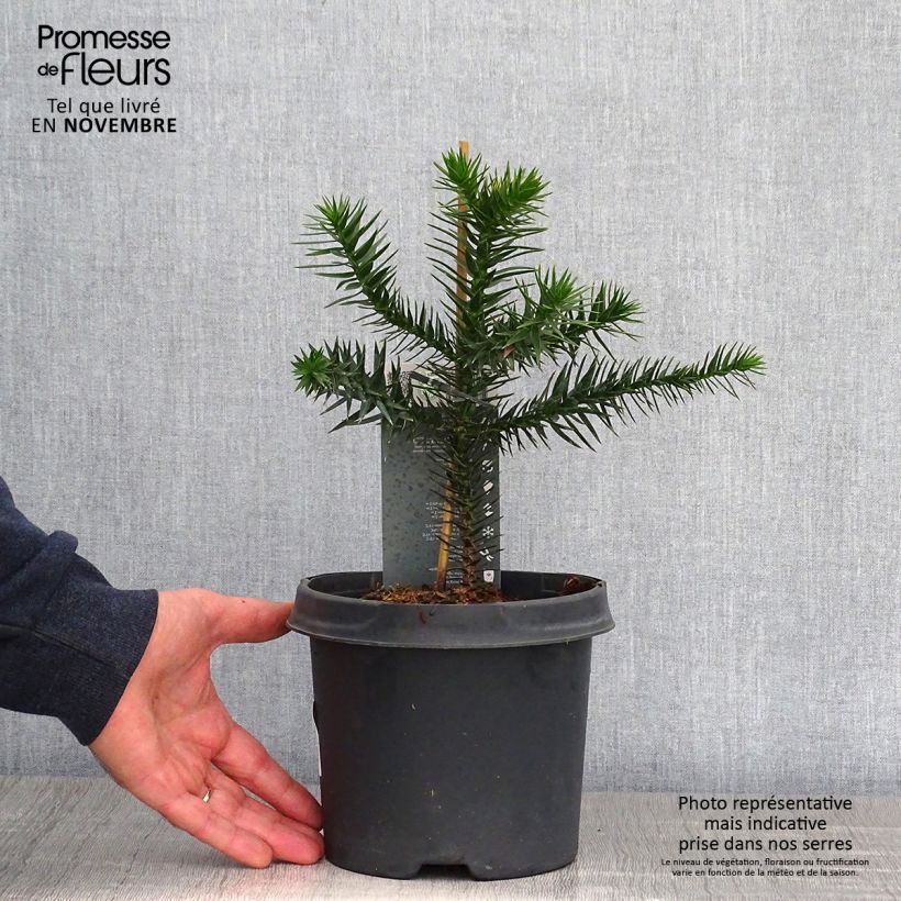 Esemplare di Araucaria araucana - Albero della scimmia Vaso da 3L/4L come consegnato in autunno