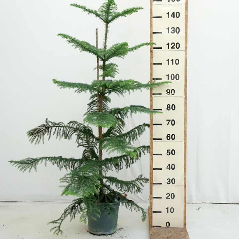 Esemplare di Araucaria heterophylla - Pino di Norfolk Vaso da 7,5L/10L come consegnato in autunno