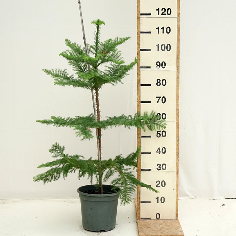 Esemplare di Araucaria heterophylla - Pino di Norfolk Vaso da 7,5L/10L consegnato in estate