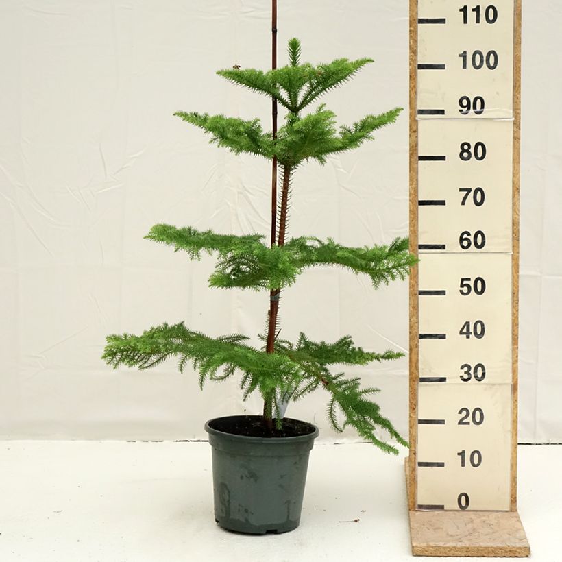 Araucaria heterophylla - Pino di Norfolk Vaso da 7,5L/10L esemplare consegnato in primavera