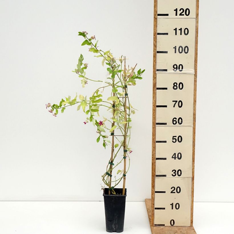 Esemplare di Araujia sericifera Vaso da 2L/3L consegnato in estate