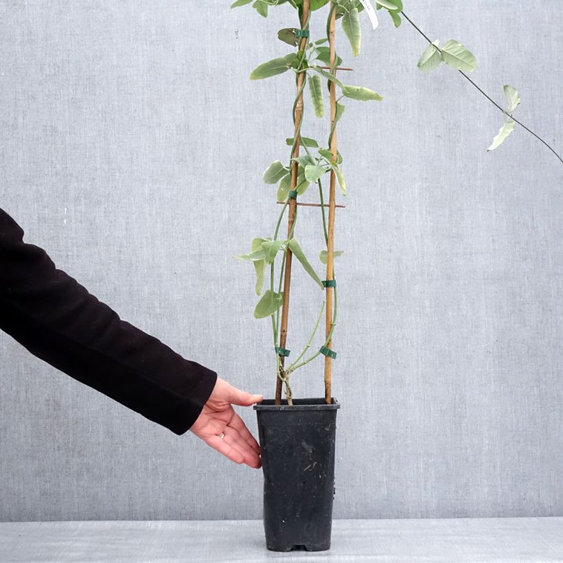 Araujia sericifera Vaso da 2L/3L esemplare consegnato in inverno