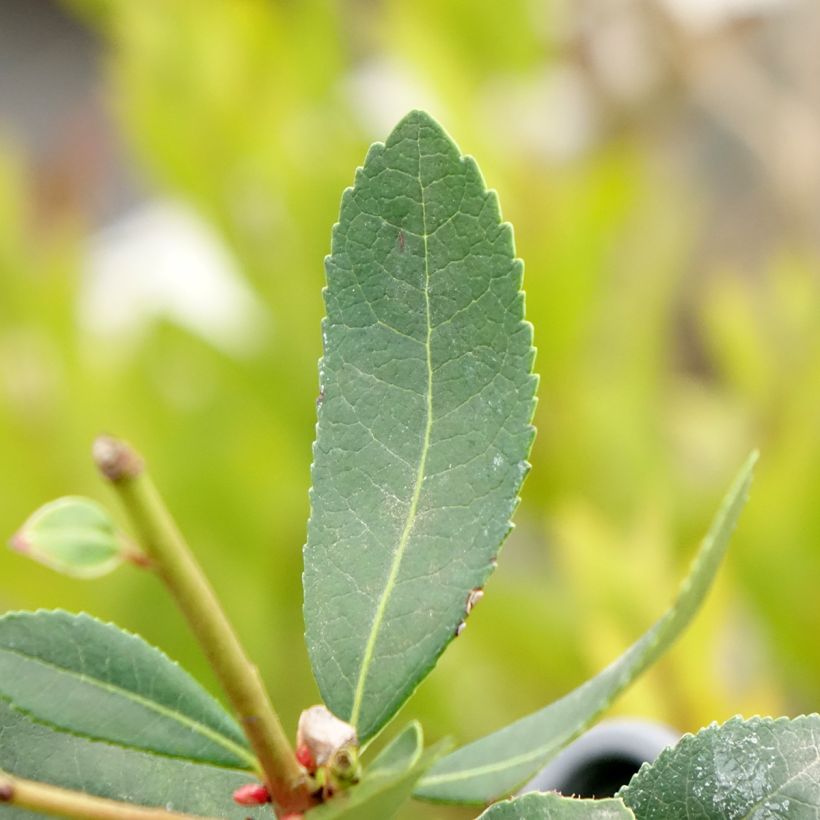 Arbutus unedo Pink Giant 'Nevez' - Corbezzolo (Fogliame)