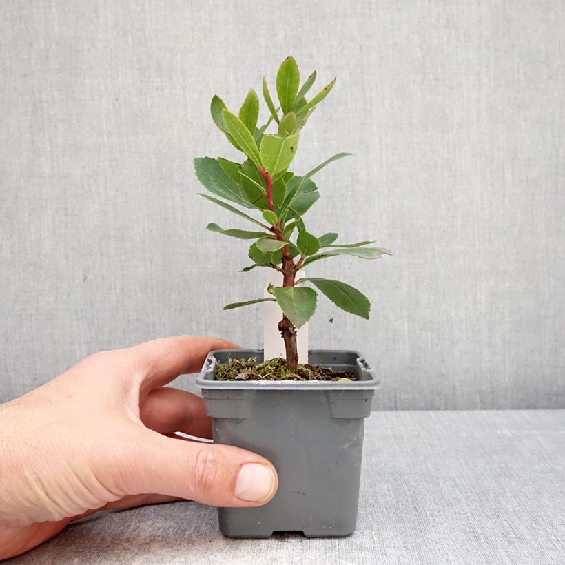 Arbutus unedo Pink Giant 'Nevez' - Corbezzolo Vasetto da 8/9 cm esemplare consegnato in primavera